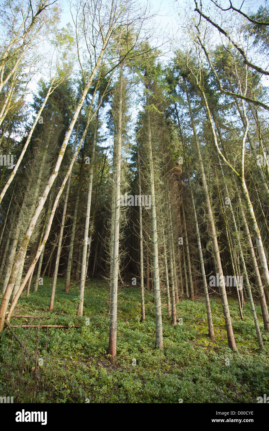 Foto artistiche dei grandi pini millington boschi east yorkshire Foto Stock