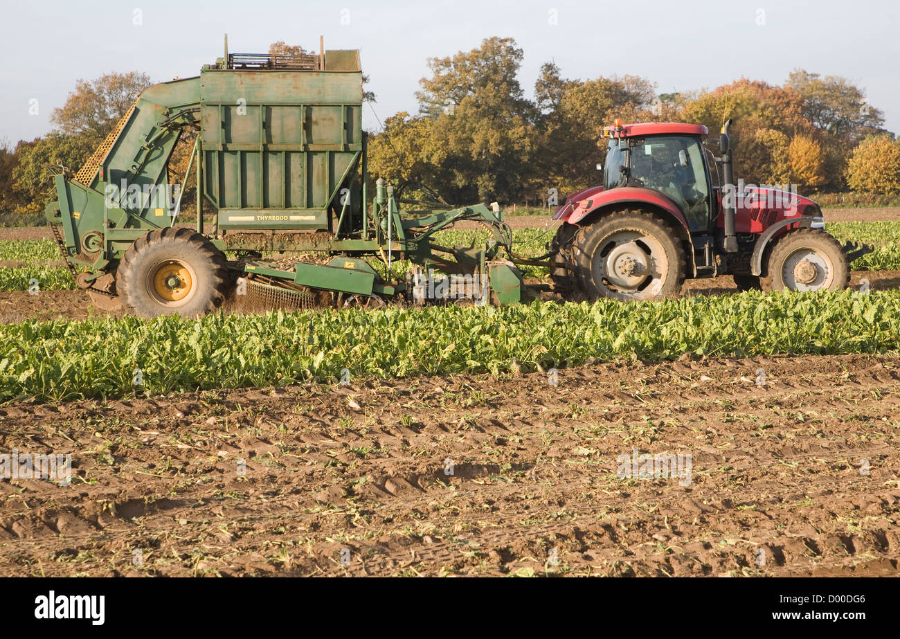 Trattore tirando il vecchio barbabietola da zucchero macchina trebbiatrice su tutto il campo Shottisham, Suffolk, Inghilterra Foto Stock