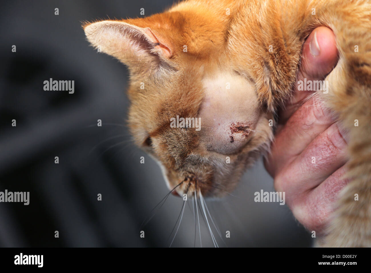 Lo zenzero Cat dopo ascesso era stato scaricato sul suo viso Foto Stock