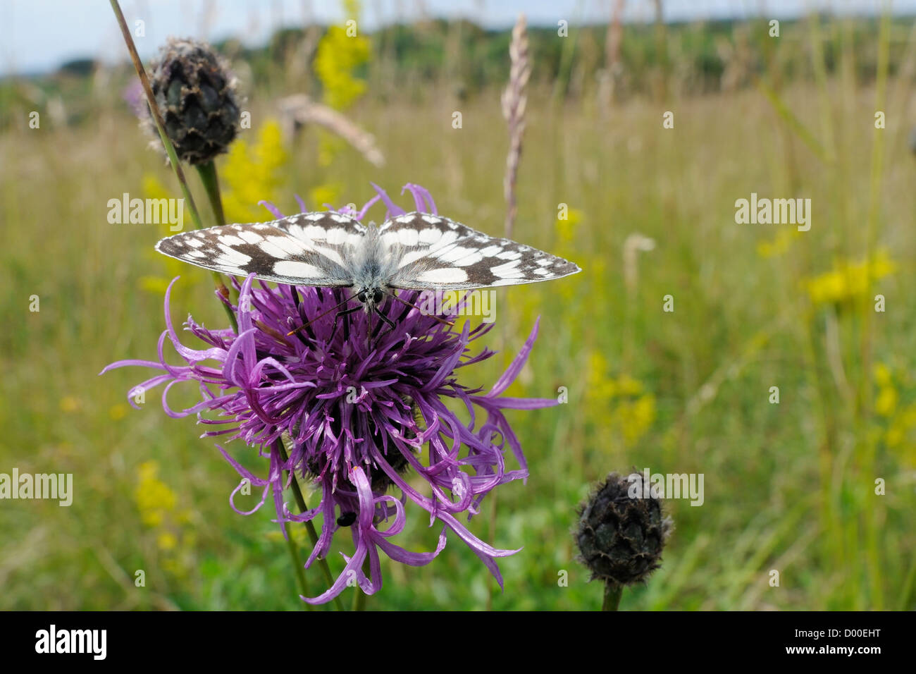 In marmo bianco (butterfly Melanargia galathea), alimentando il fiordaliso maggiore fiore (Centaurea scabiosa), Wiltshire, Regno Unito, Luglio. Foto Stock