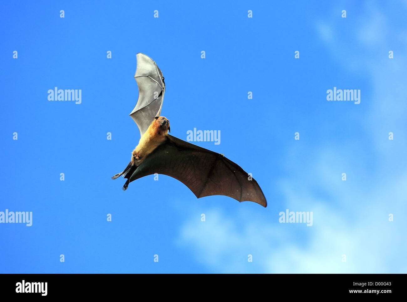 Frutto Bat o Flying Fox (Pteropus giganteus) battenti in Tissamaharama, Sri Lanka Foto Stock