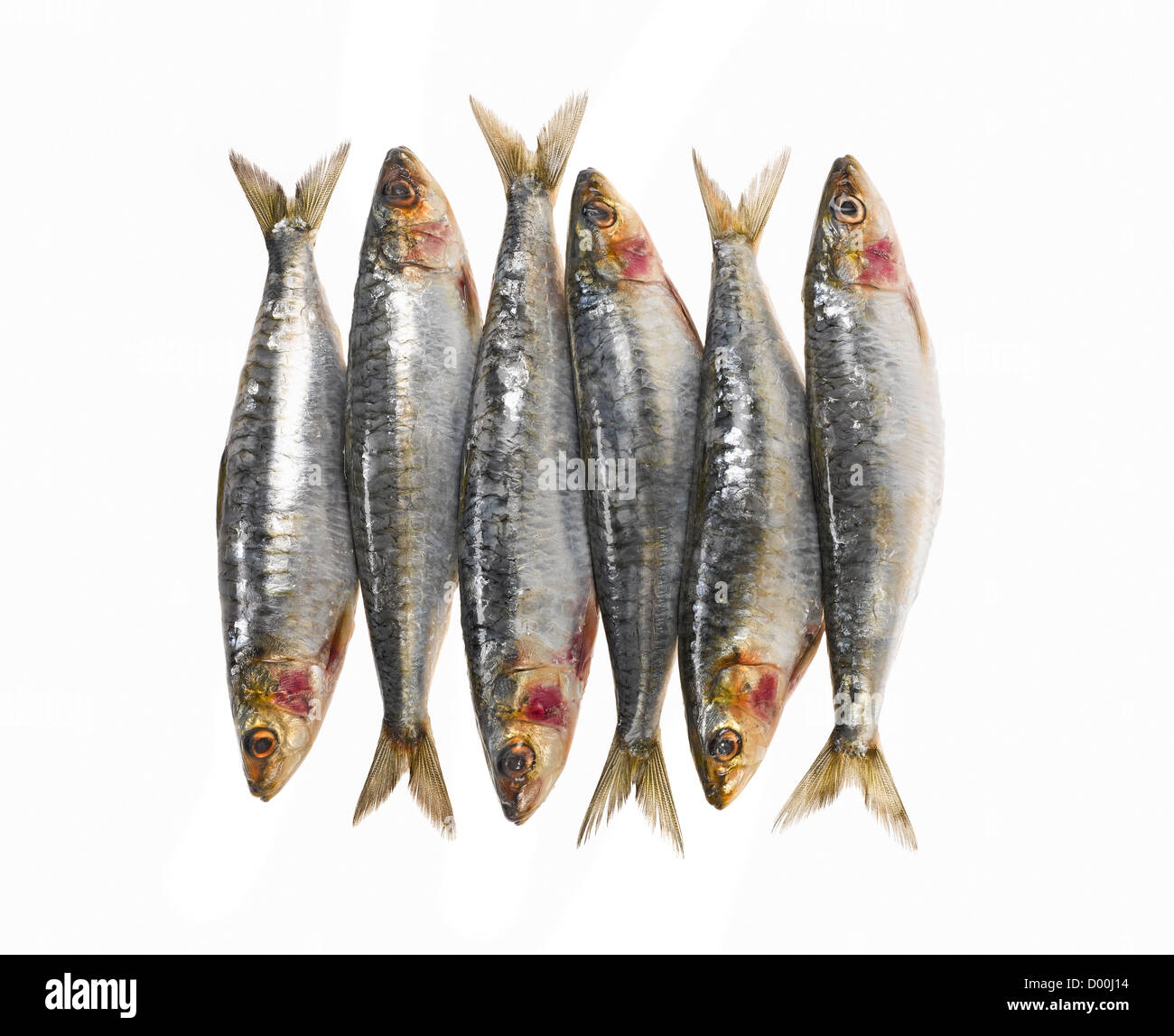 Fresco intero di sardine Foto Stock