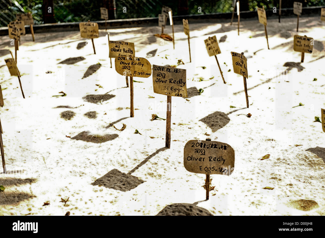 Turtle Hatchery in Sri Lanka Foto Stock