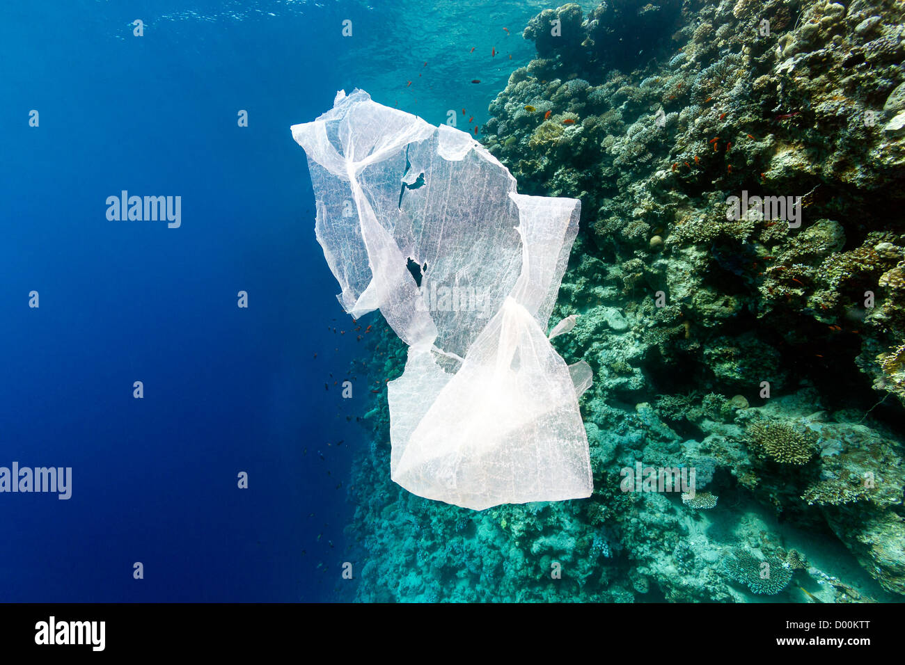 Rifiuti di un sacchetto di plastica galleggianti in mare accanto a una barriera corallina parete Foto Stock