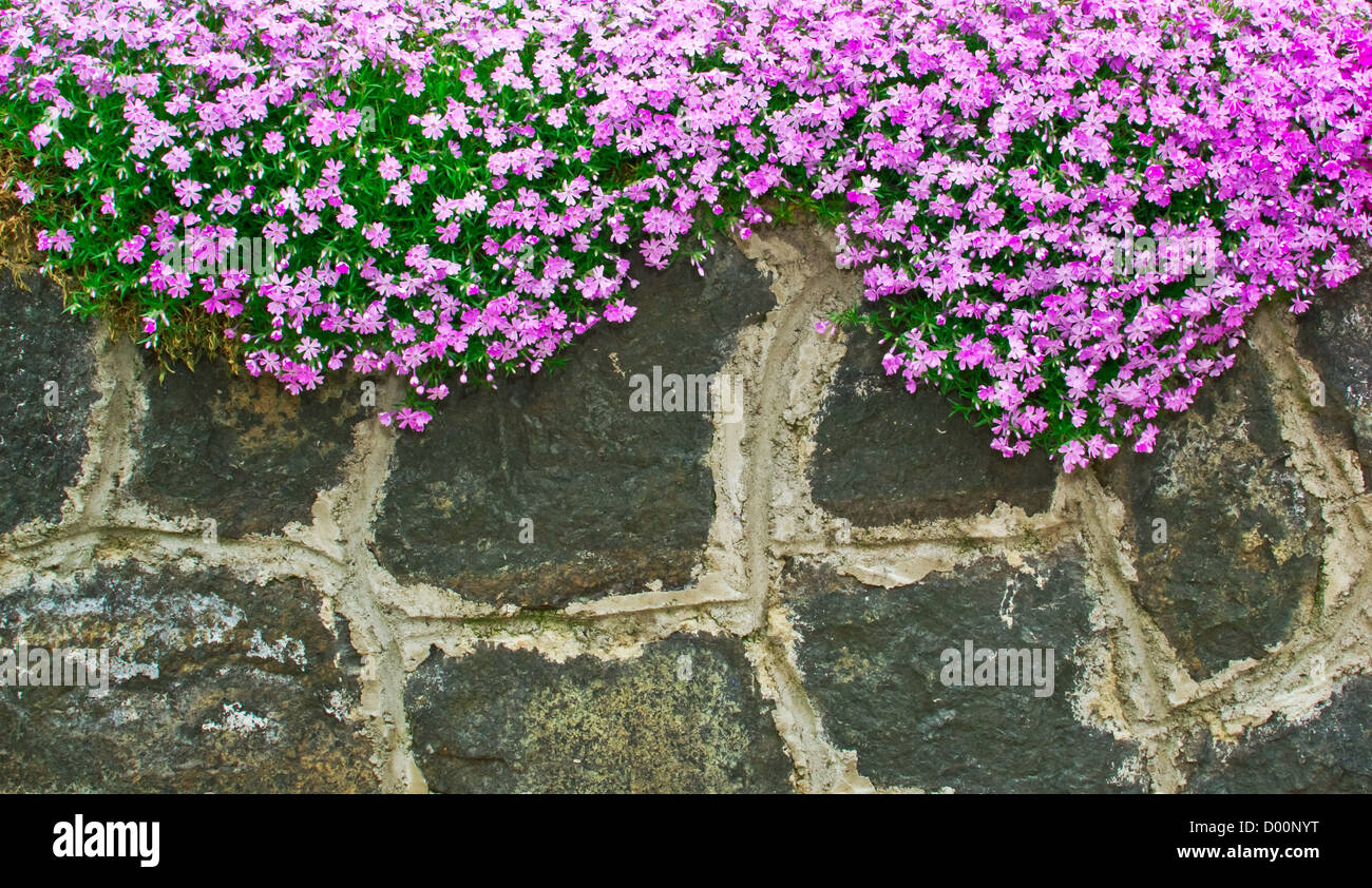 Fiori del giardino pareti di pietra grezza Foto Stock