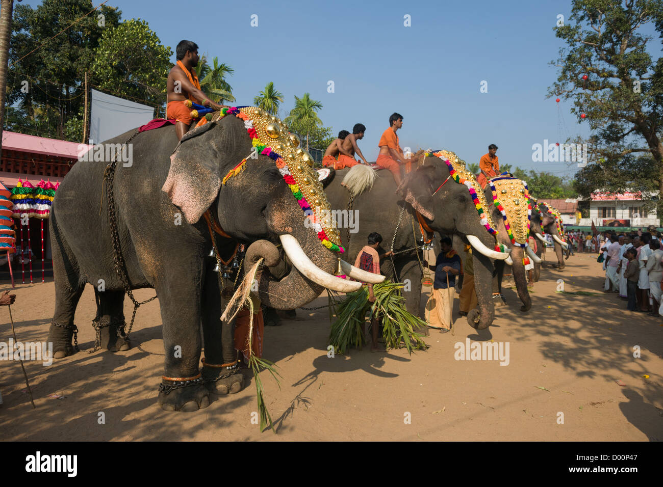 Gli elefanti Caparisoned indossando golden Nettipattam aspettando il Goureeswara Festival tempio, Cherai, vicino a Kochi (Cochin), Kerala, India Foto Stock