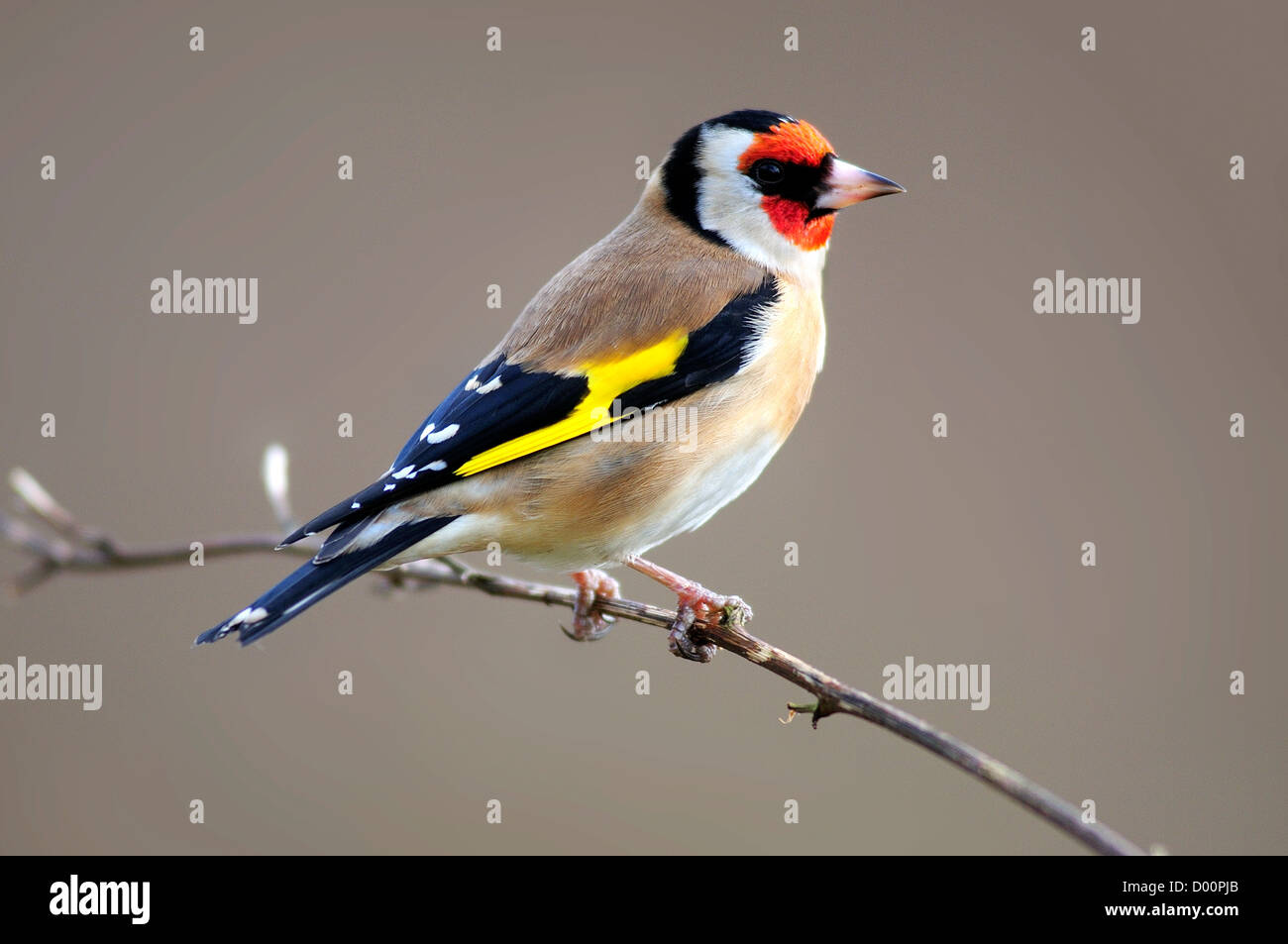 Cardellino in inverno Foto Stock