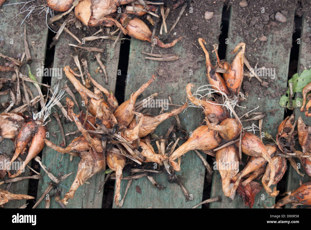 Scalogni, 'Longor' essiccamento su uno scaffale di legno Foto Stock