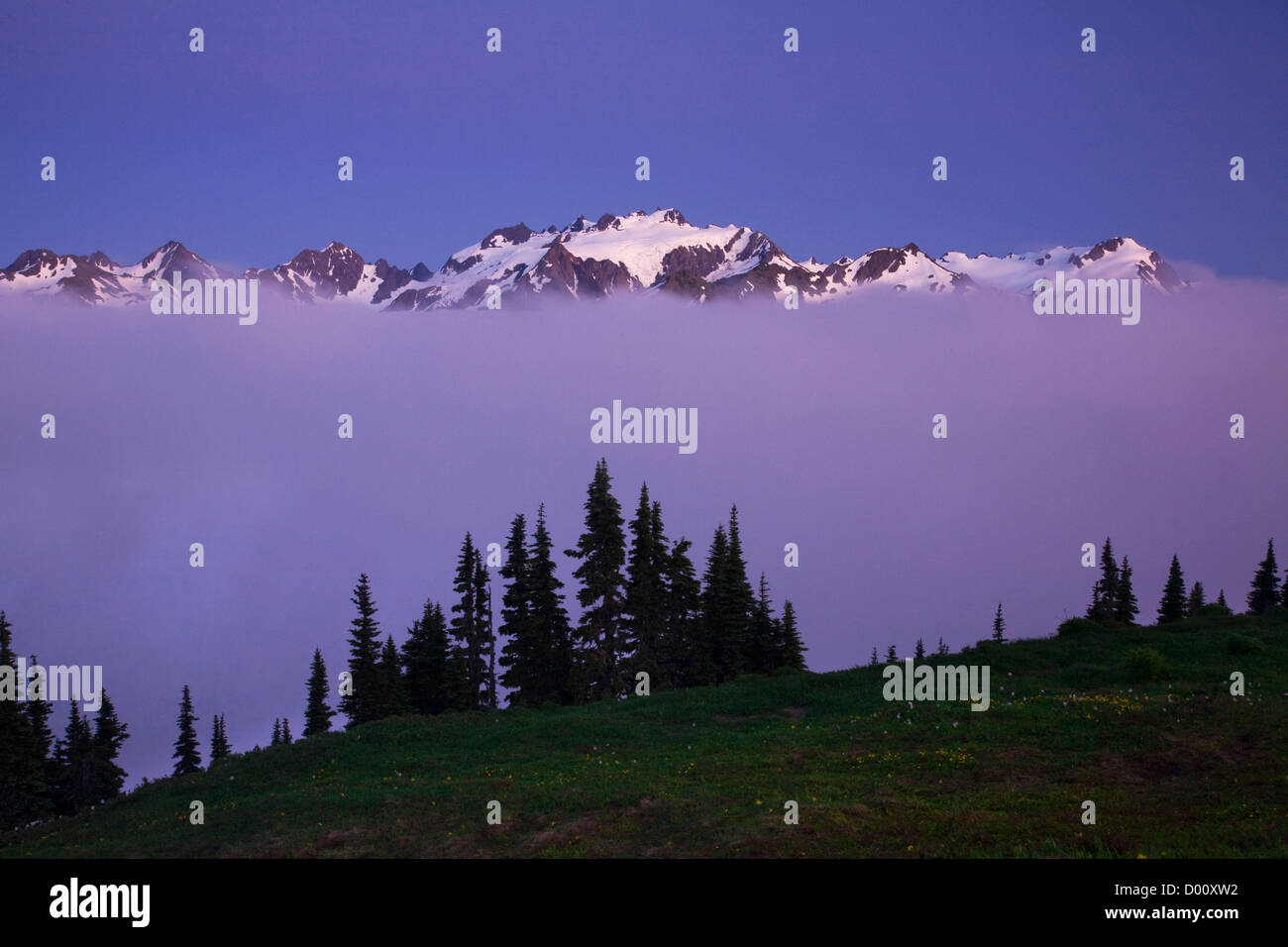 WA05881-00...WASHINGTON - Tramonto sul Monte Olimpo dall'alto dividere nel Parco Nazionale di Olympic. Foto Stock