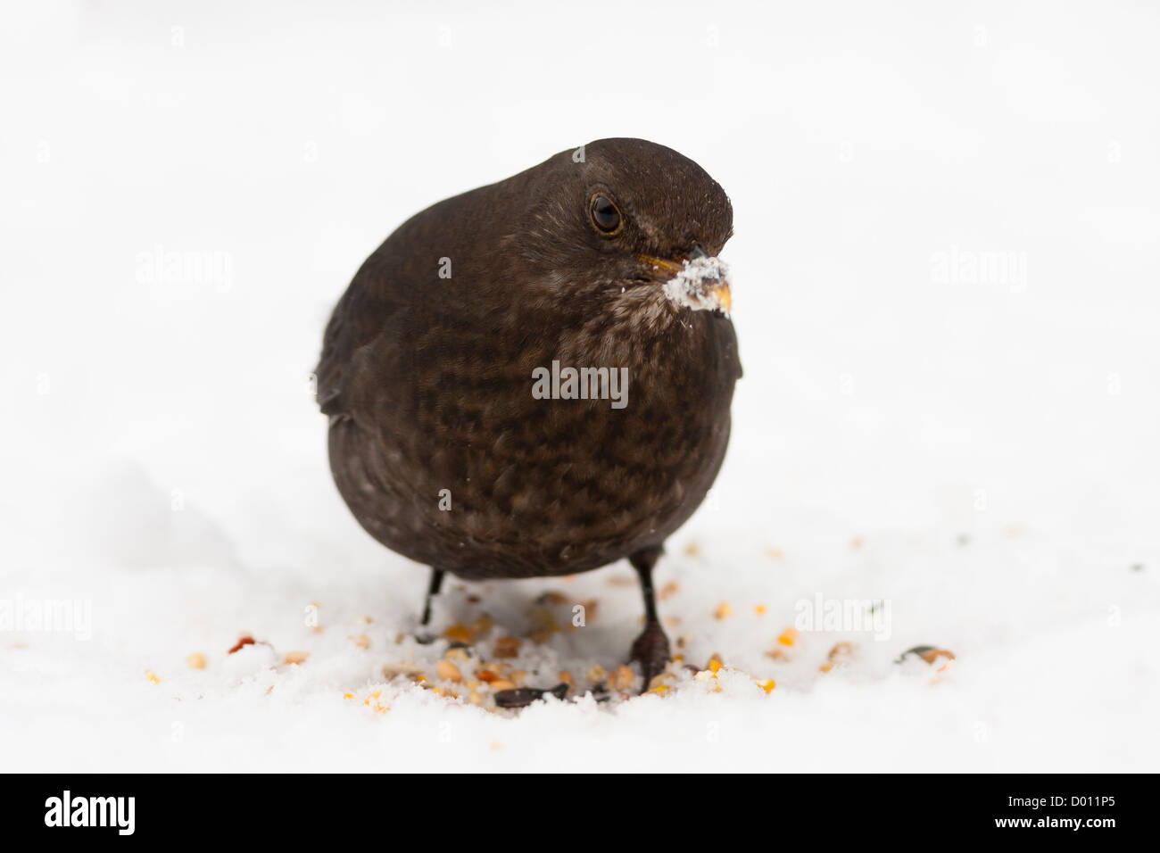 Blackbird femminile nella neve con cibo e becco nevoso Foto Stock