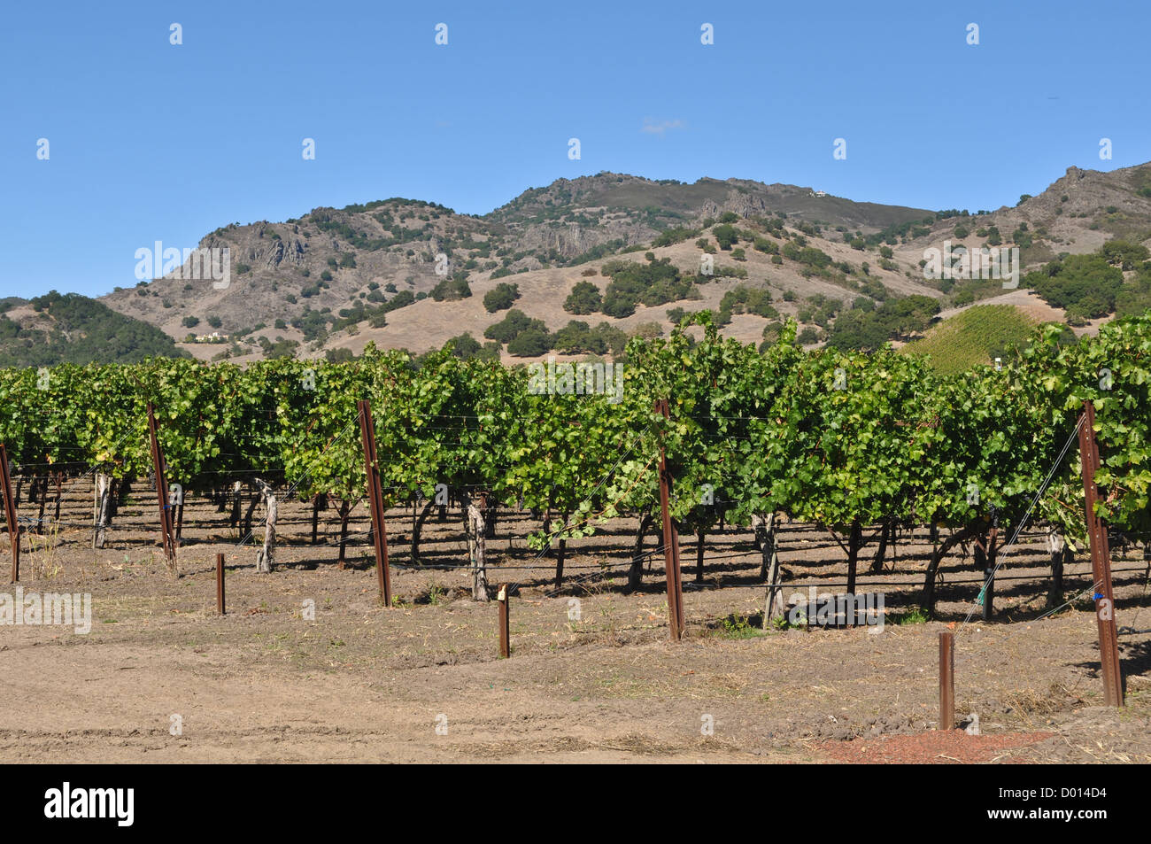 Vigneto in California Foto Stock