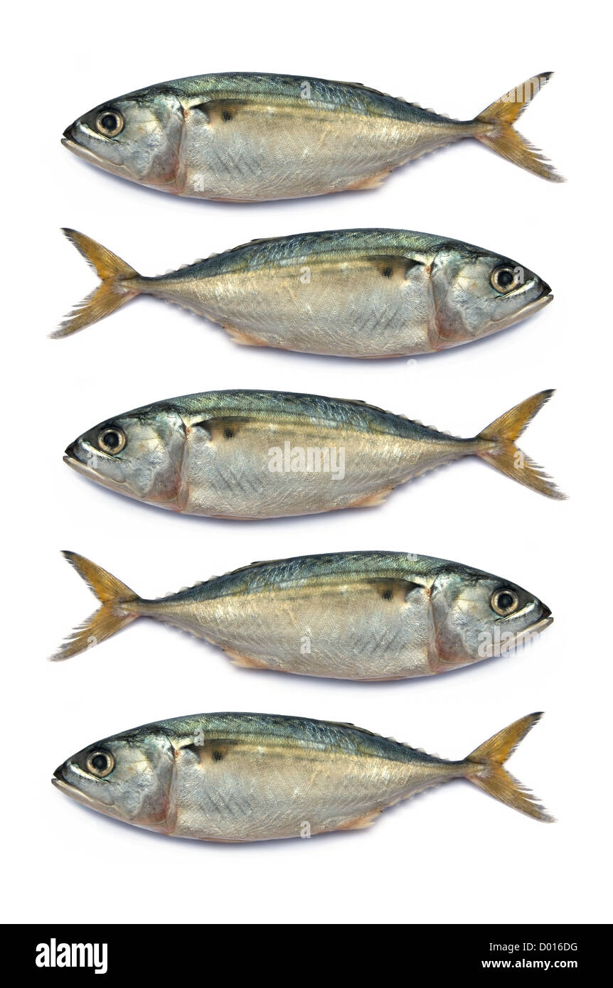 Sgombri freschi pesce isolato su sfondo bianco Foto Stock