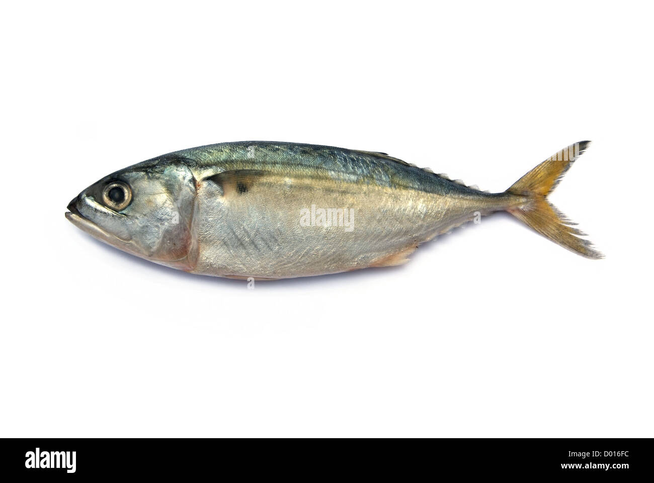 Sgombri freschi pesce isolato su sfondo bianco Foto Stock