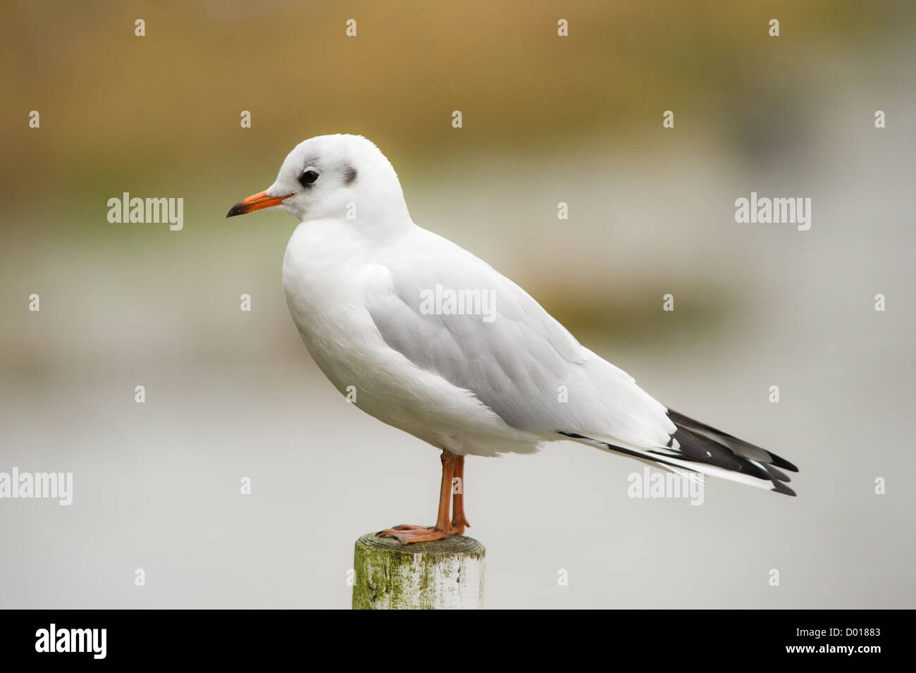 Gabbiano comune (Larus canus) Foto Stock