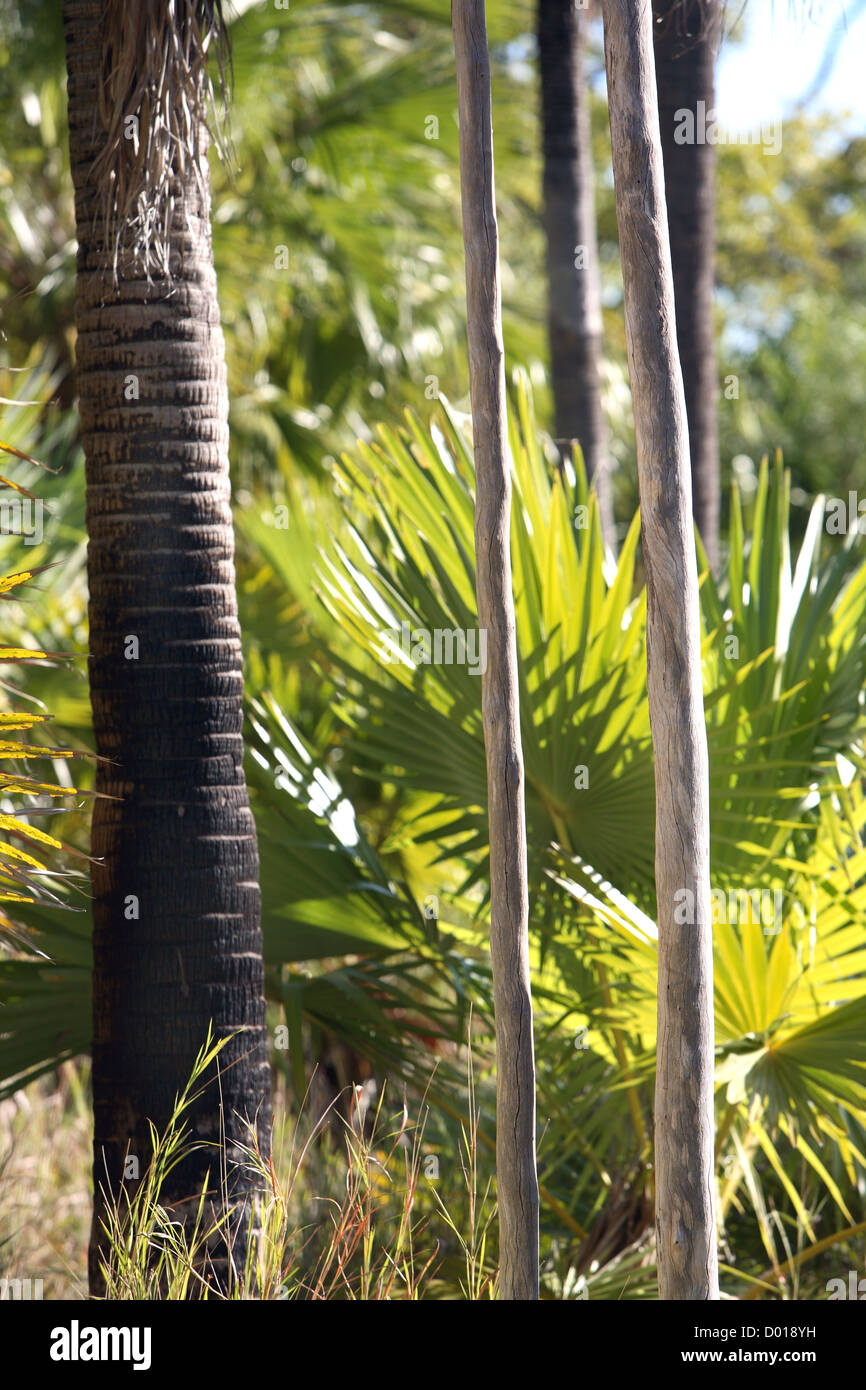 Alberi di palma. Kimberley's, Western Australia. Foto Stock