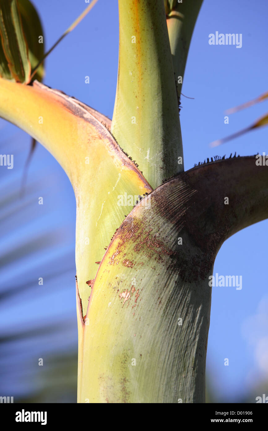 Alberi di palma. Broome, Western Australia. Foto Stock