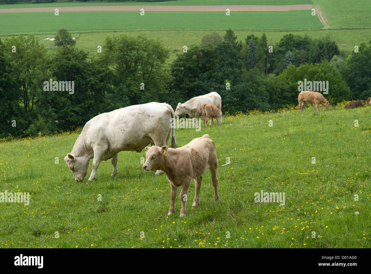 Vacche da latte con croste Foto Stock