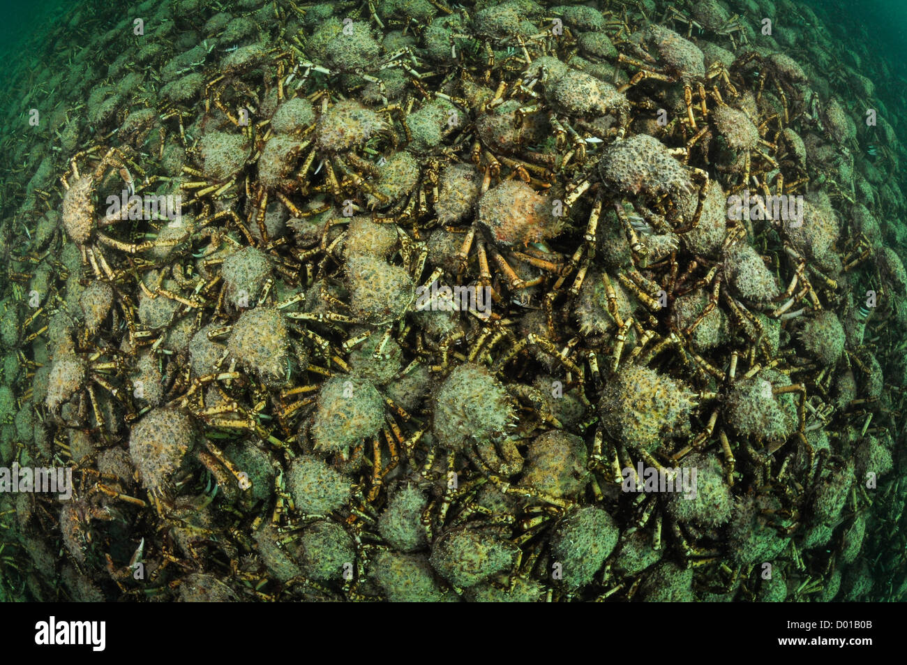 Il Ragno Gigante granchi. Foto Stock