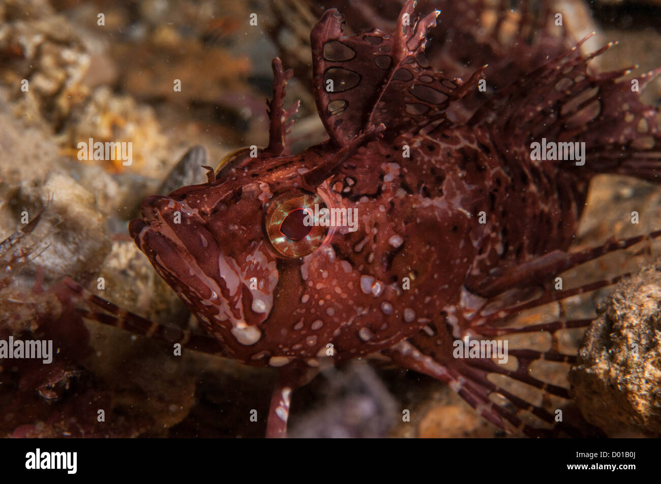 Longnose Weedfish. Foto Stock