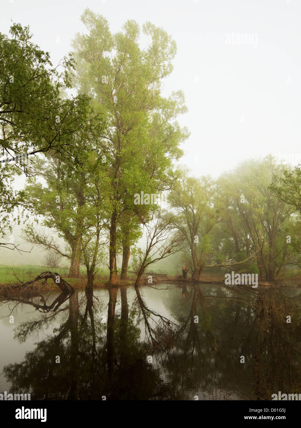 Nebbia sul fiume di estate Foto Stock