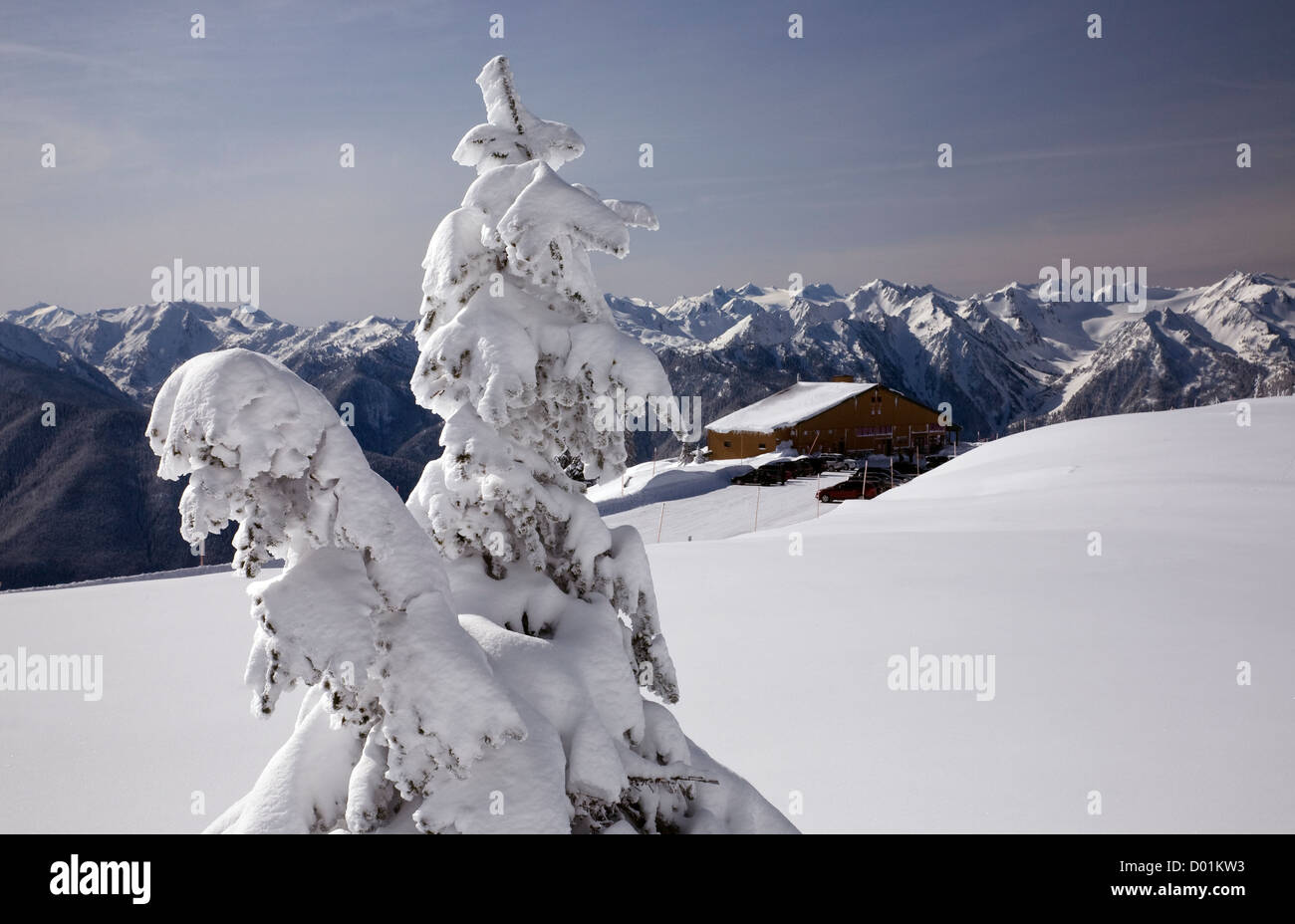 WASHINGTON - la neve intonacato di albero in coperta di neve prato vicino al centro visitatori presso la Hurricane Ridge nel Parco Nazionale di Olympic. Foto Stock