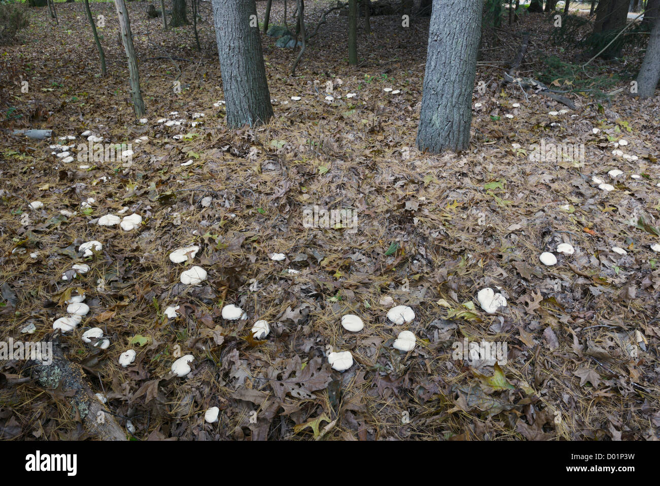 Anello di fata di funghi, Misto bosco di latifoglie, orientale degli Stati Uniti Tethered mycorrhizal fungi in relazione simbiotica con gli alberi Foto Stock