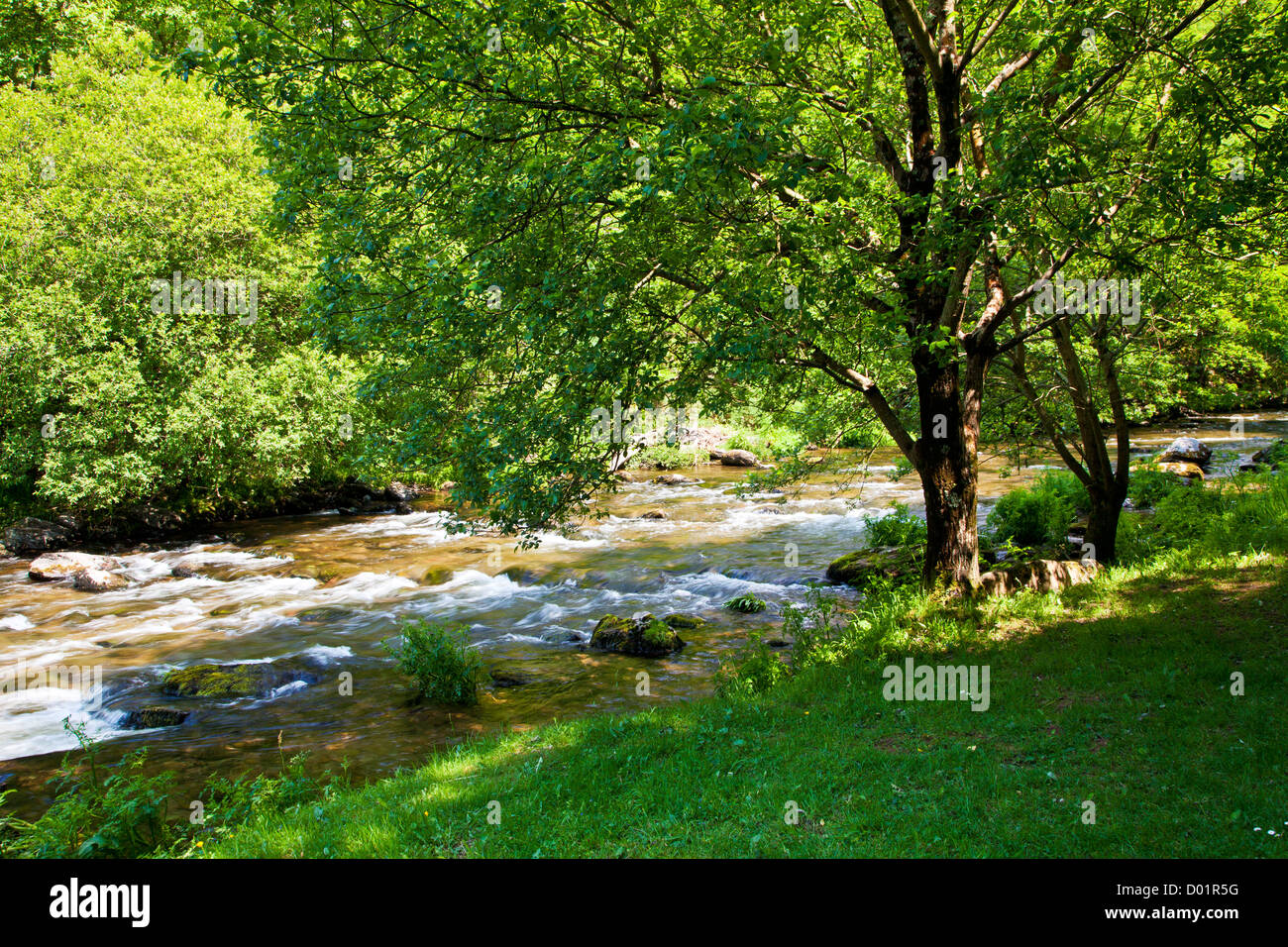 Il fiume Lyn (Est) lungo il percorso verso Watersmeet vicino, Lynmouth Exmoor, North Devon, Inghilterra, Regno Unito Foto Stock