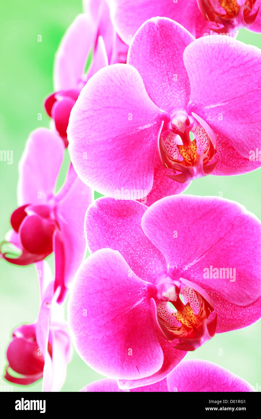 Close up moth Orchid spray, Phalaenopsis Foto Stock