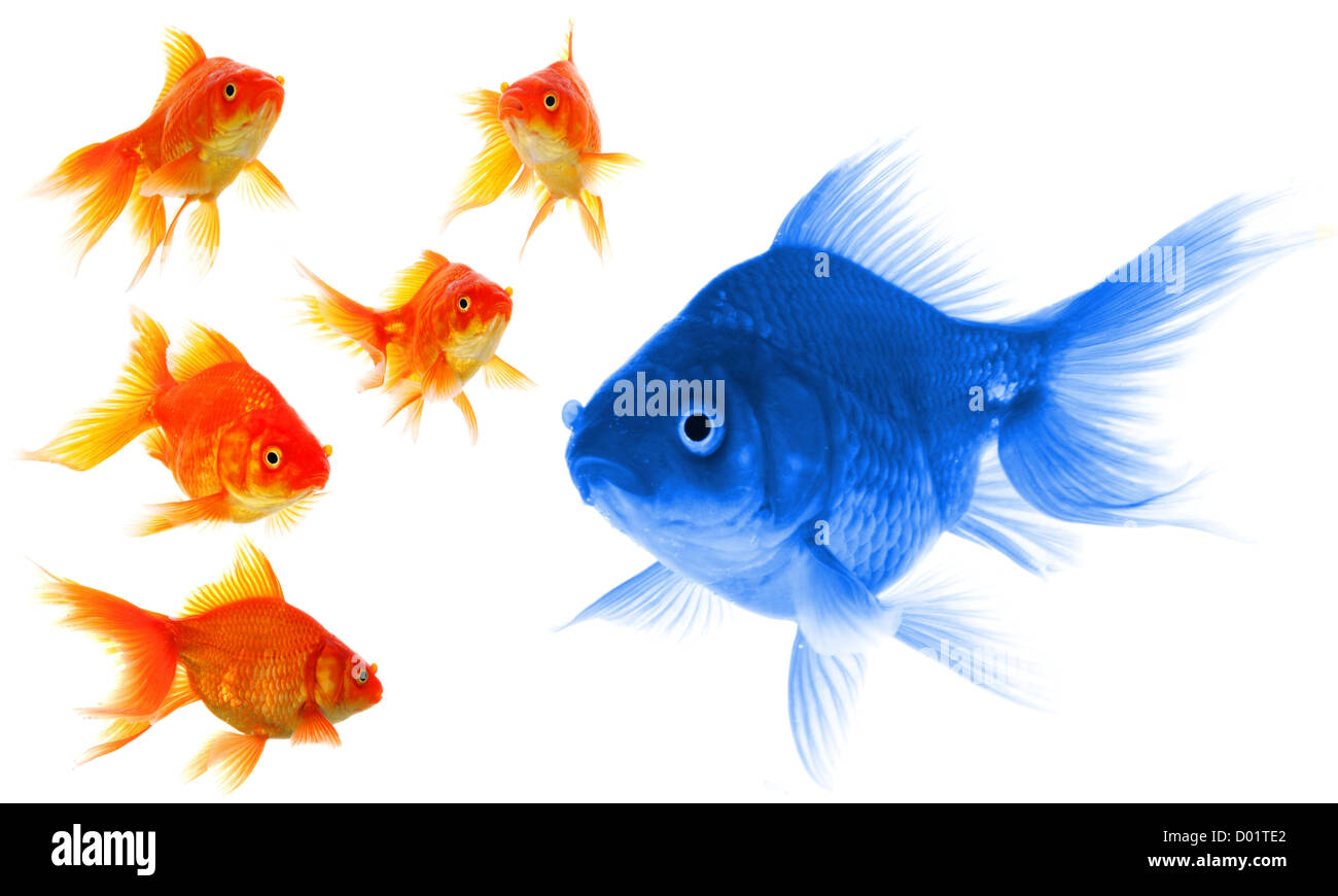 Goldfish mostra leader individualità il successo o il concetto di motivazione Foto Stock