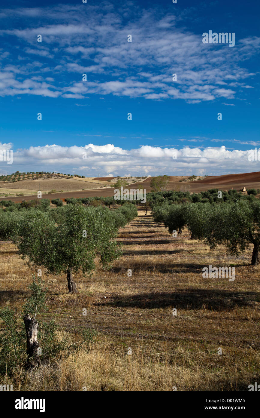 Oliveti, Castilla La Mancha, in Spagna Foto Stock