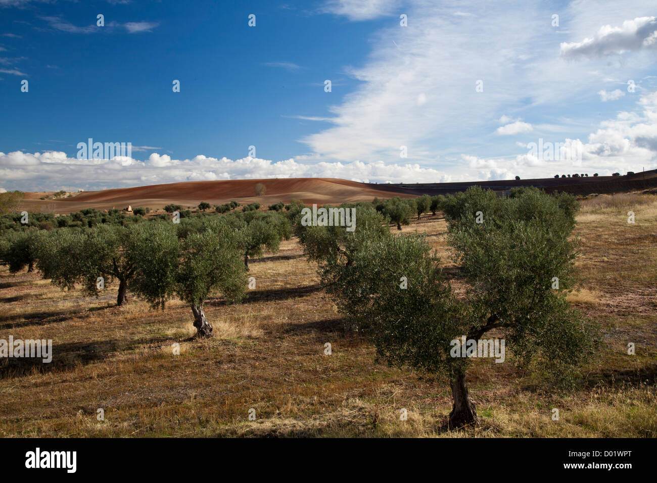 Oliveti, Castilla La Mancha, in Spagna Foto Stock