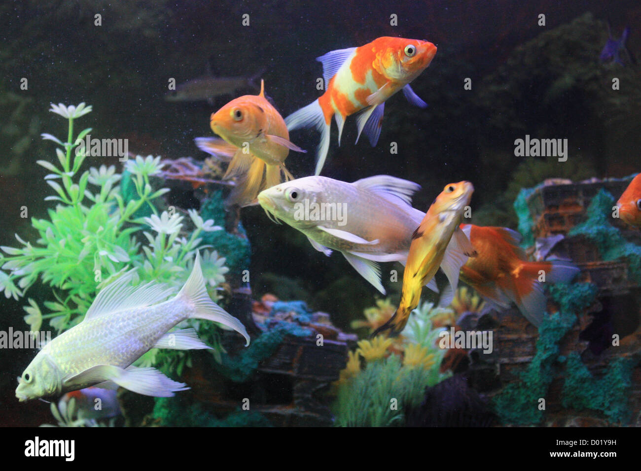 Acqua salata pesci immagini e fotografie stock ad alta risoluzione - Alamy