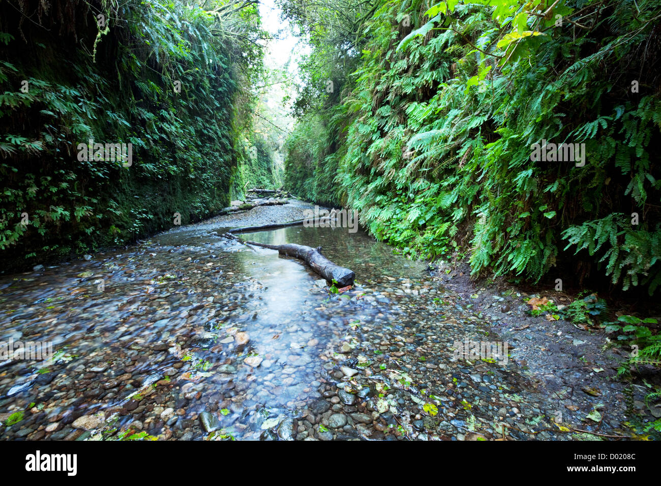 Canyon di felce Foto Stock