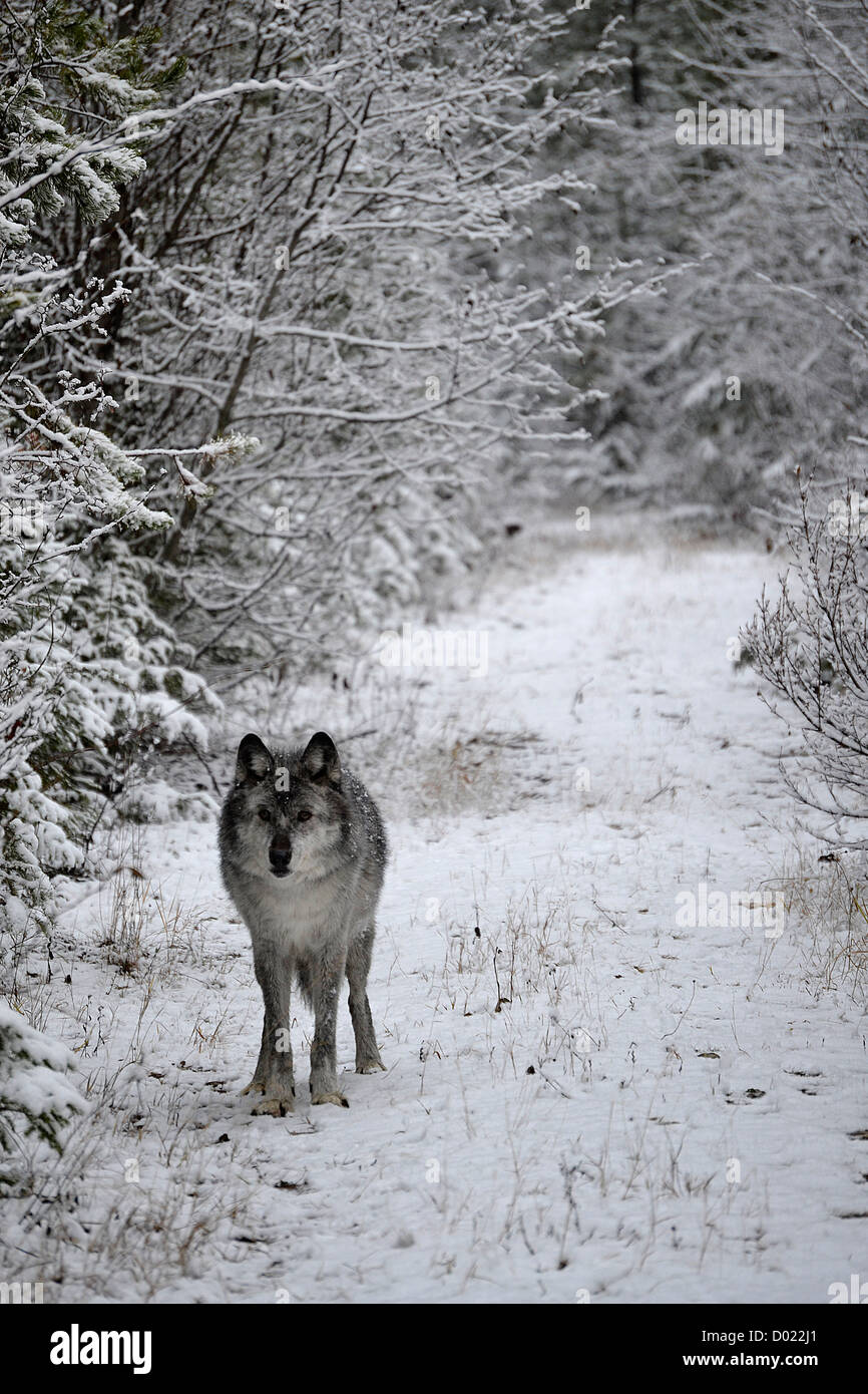 Lupo grigio, K9, selvagge, animale, cane, inverno, neve, Golden, BC, Canada Foto Stock