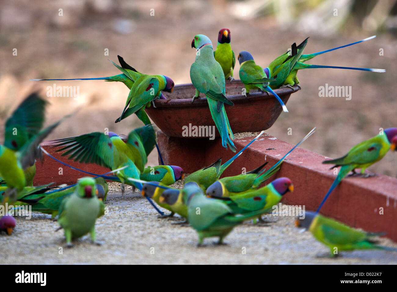 Prugna indiano guidato e ringneck pappagalli alimentazione India Rajasthan Foto Stock
