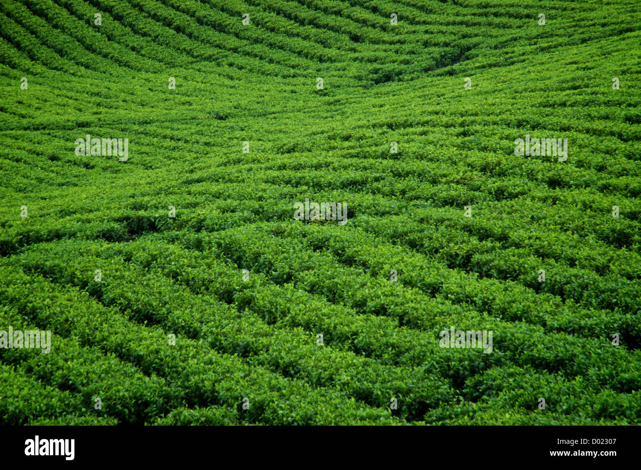 Piantagione di tè Foto Stock