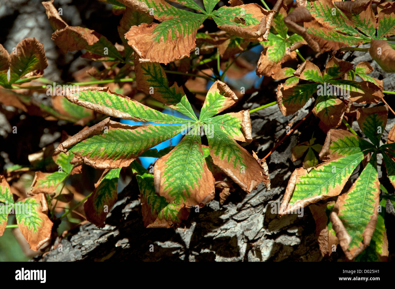 Brown foglie verdi Foto Stock