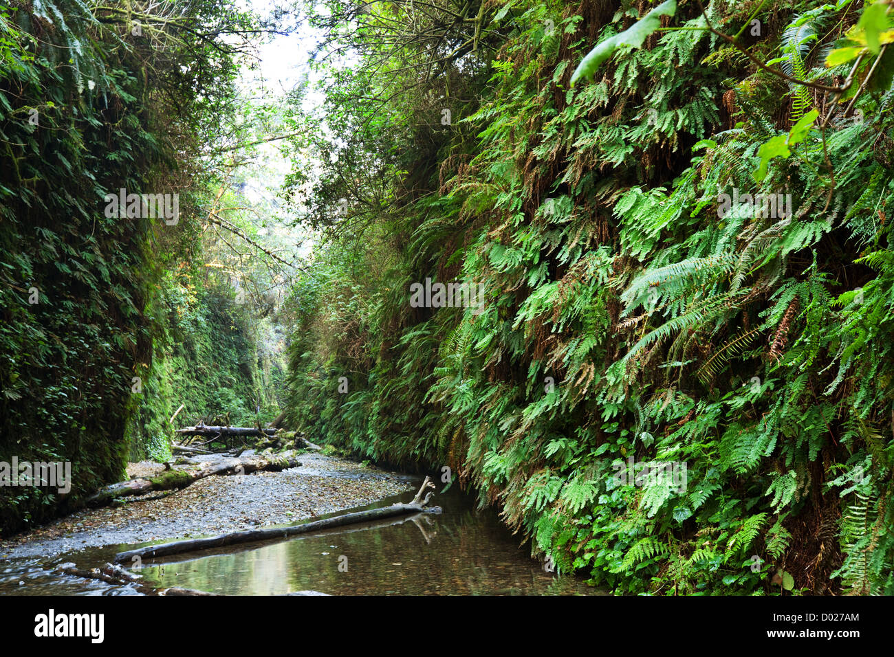 Canyon di felce Foto Stock