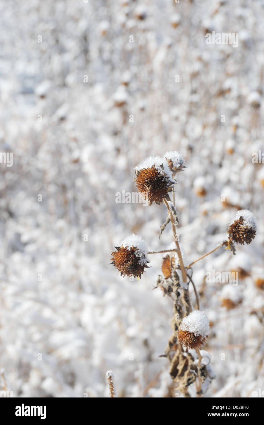Fiori morti nella neve Foto Stock