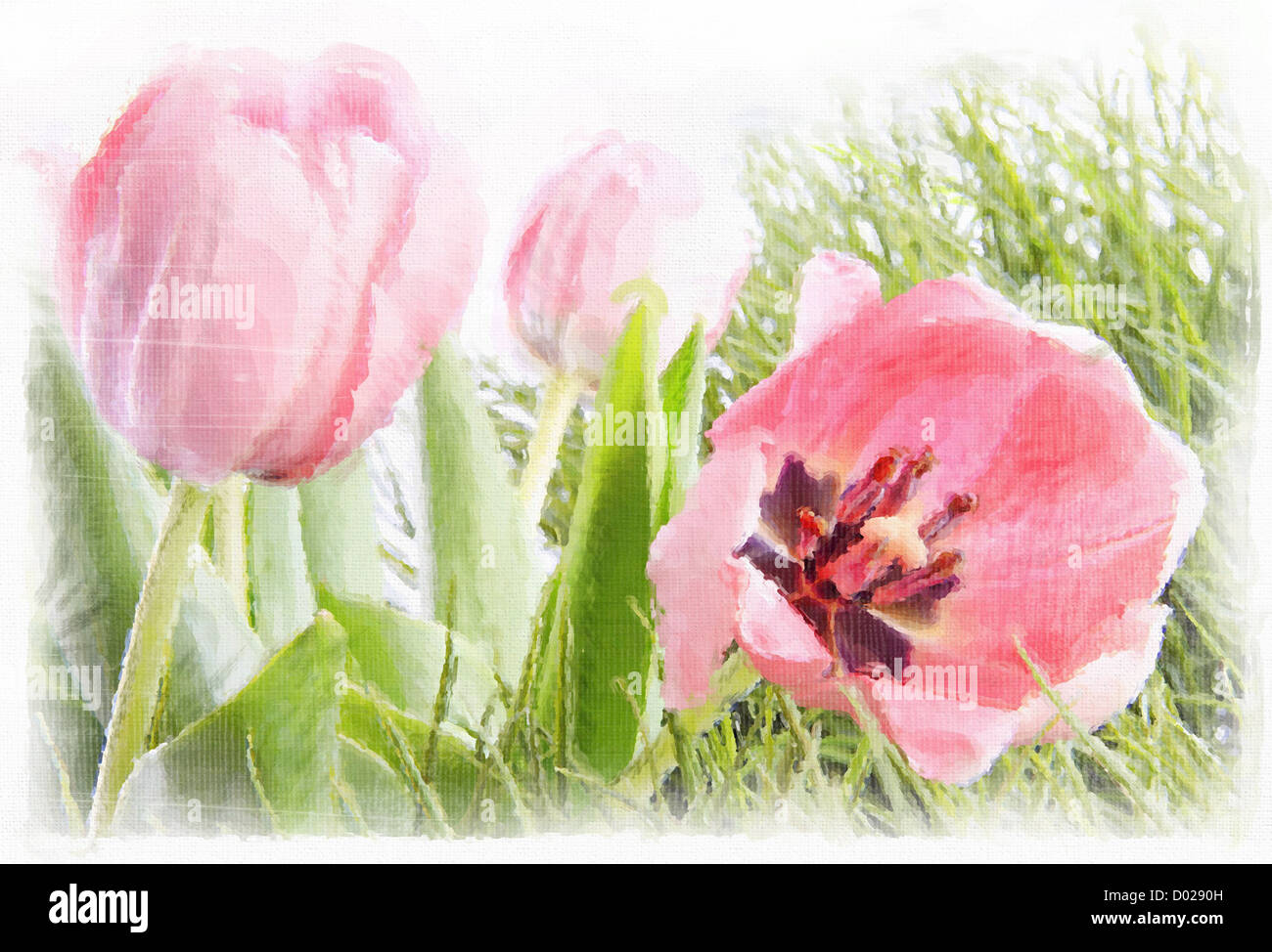 Acquerello di tulipani rosa con effetti invecchiato Foto Stock