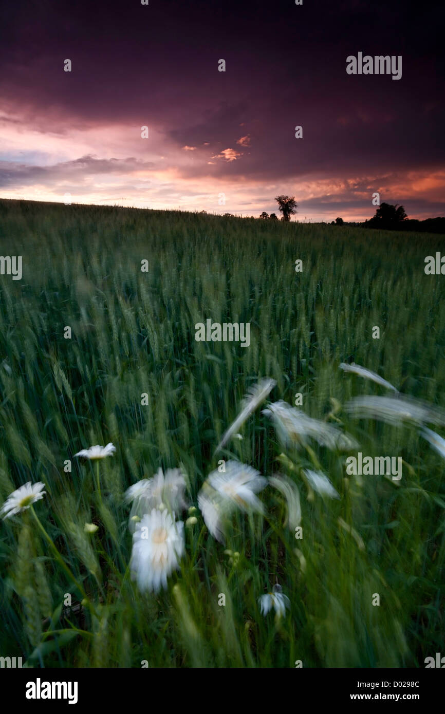 Margherite e grano al vento sotto il cielo tempestoso al tramonto Foto Stock