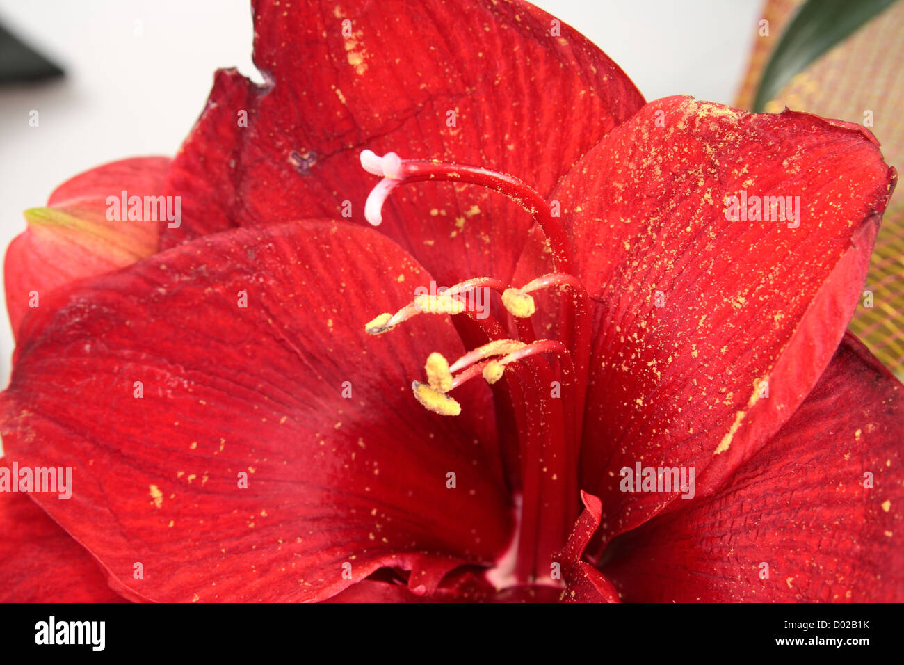 Red amaryllis sfondo macro Foto Stock