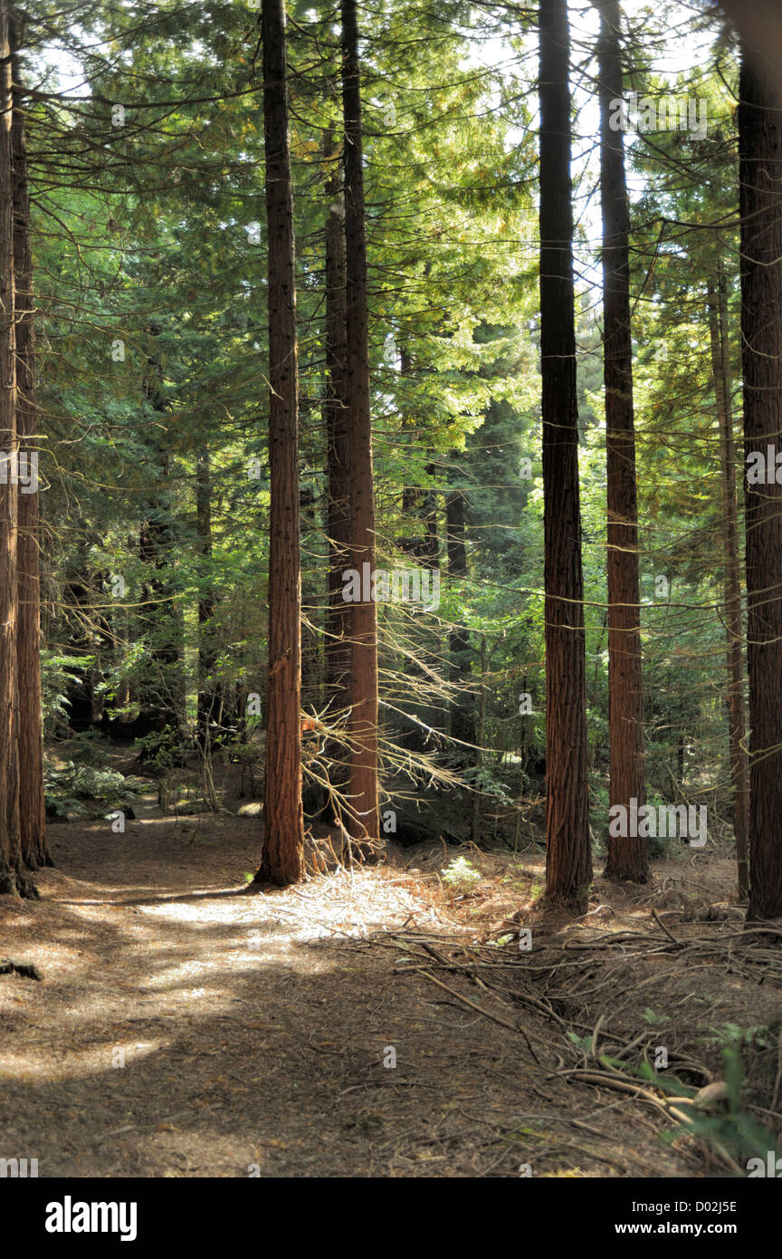 Sequoia sempervirens (costiere Redwood) Grove Foto Stock