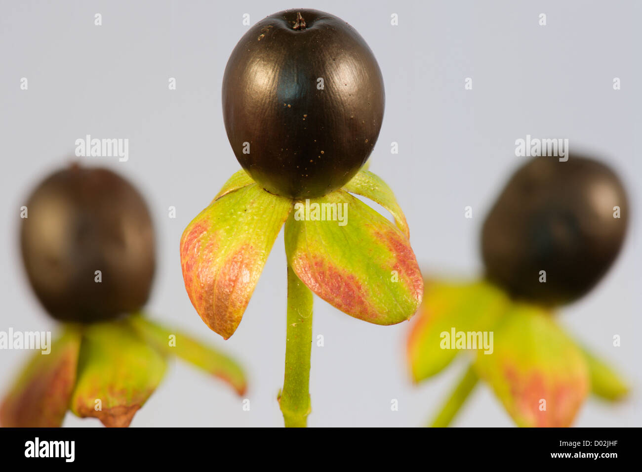 Hypericum androsaemum, Tutsan, Berry, un focus-immagine sovrapposta Foto Stock
