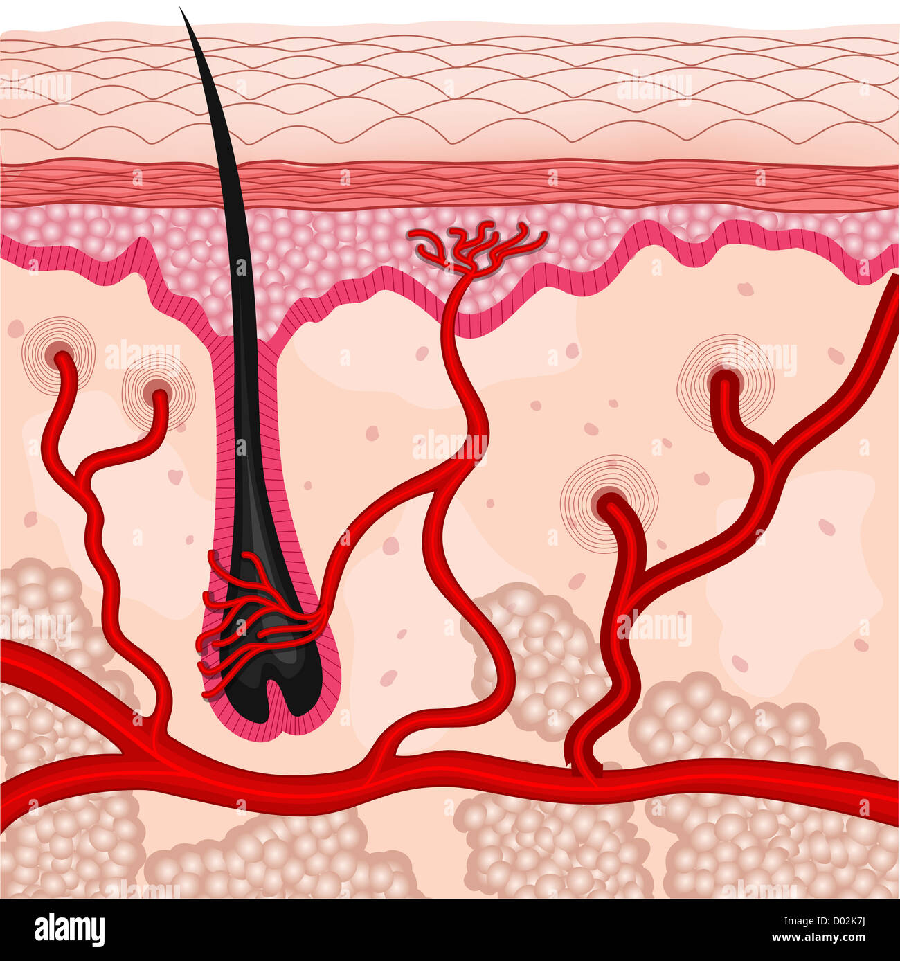 Illustrazione di cellule di pelle umana Foto Stock