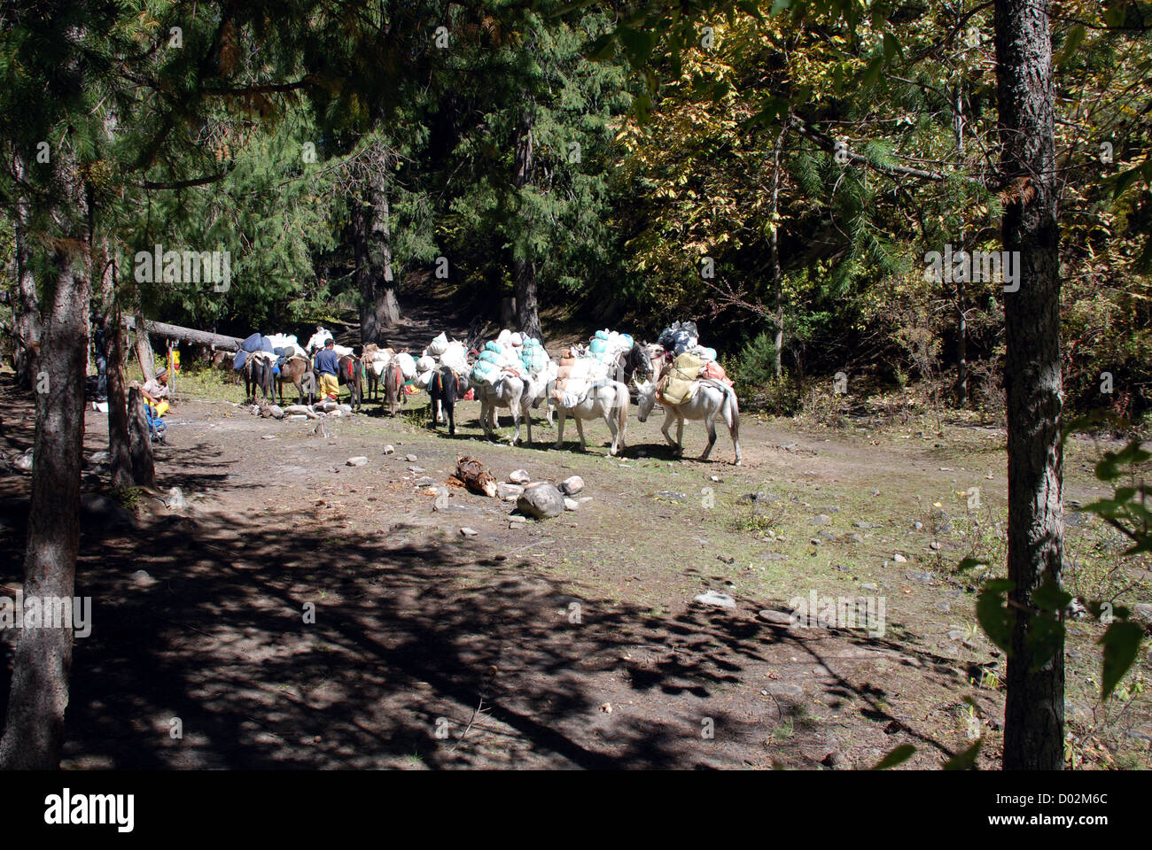 I cavalli portano pesanti pacchi in un bosco vicino al villaggio di tarakot nella regione Dolpo del Nepal Foto Stock