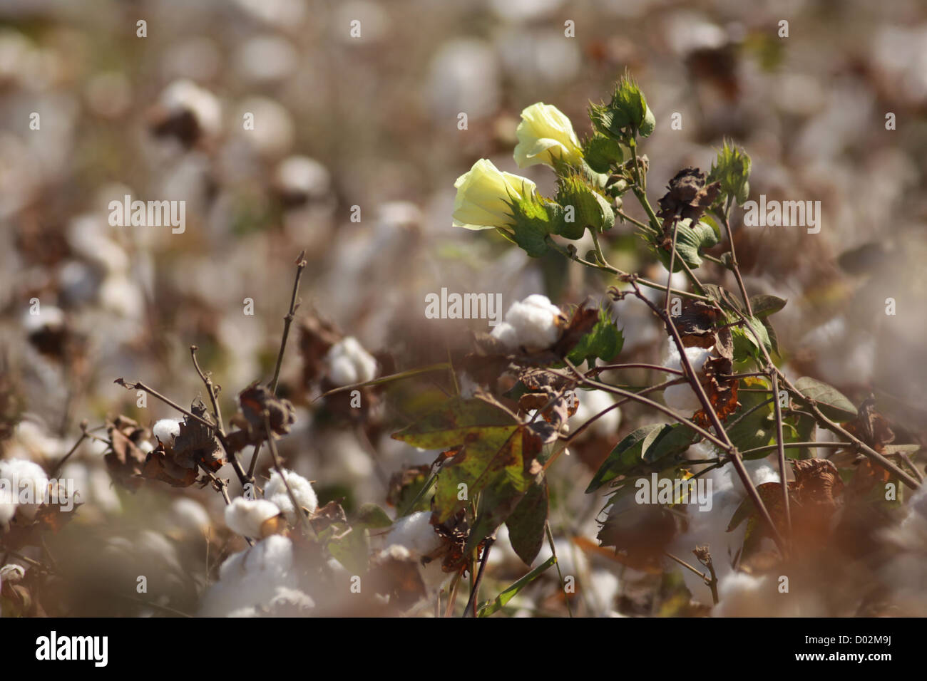 Fioritura arbusto di cotone (Gossypium) fotografato in Israele Foto Stock