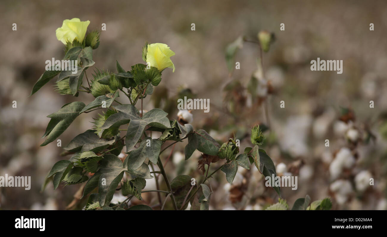 Fioritura arbusto di cotone (Gossypium) fotografato in Israele Foto Stock