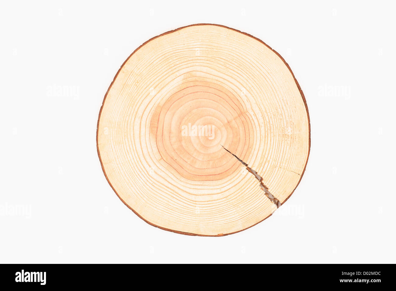 Gli anelli annuali del tronco di albero Foto Stock