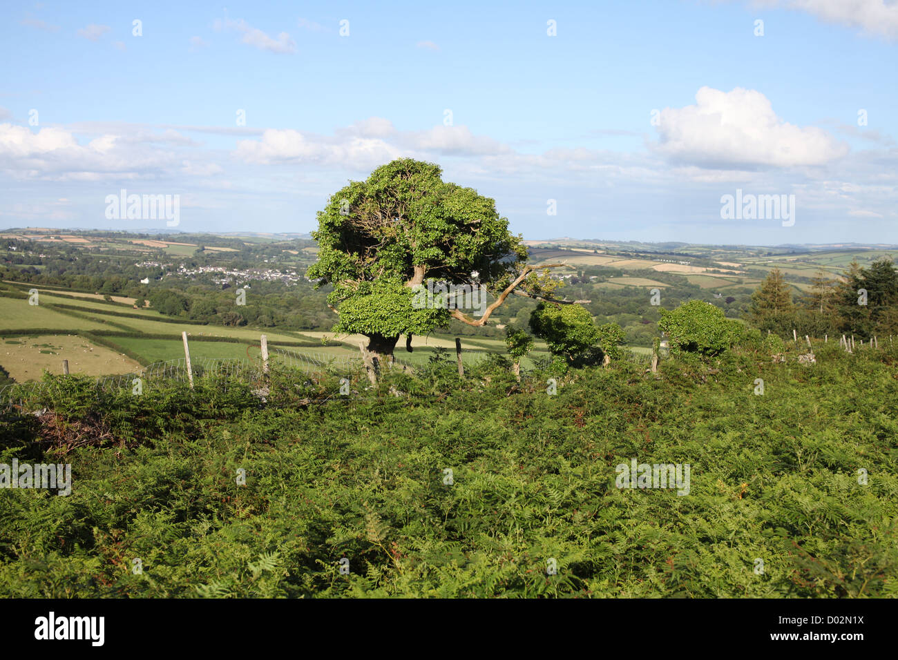 Riga di siepi ed alberi a Dartmoor, estate Foto Stock